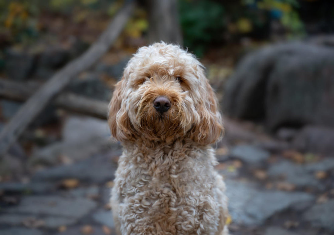 Na co choruje Cavapoo? Najczęstsze choroby, objawy i profilaktyka