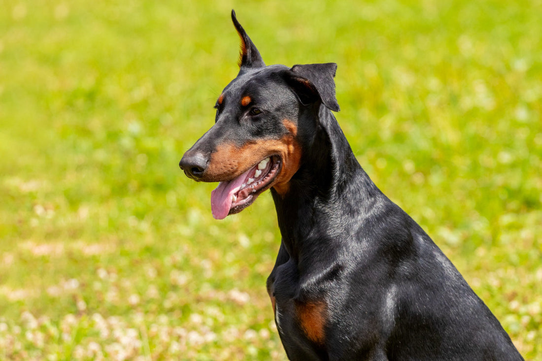 Choroby dobermana – na co najczęściej choruje ta rasa?