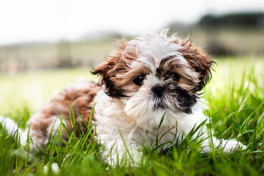 Szczeniak Shih Tzu – pierwsze dni w domu, wyprawka i najczęstsze błędy