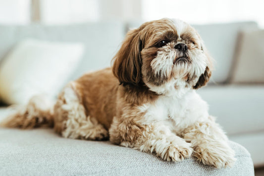 Shih Tzu – charakter, wygląd, zdrowie i dla kogo jest ta rasa?